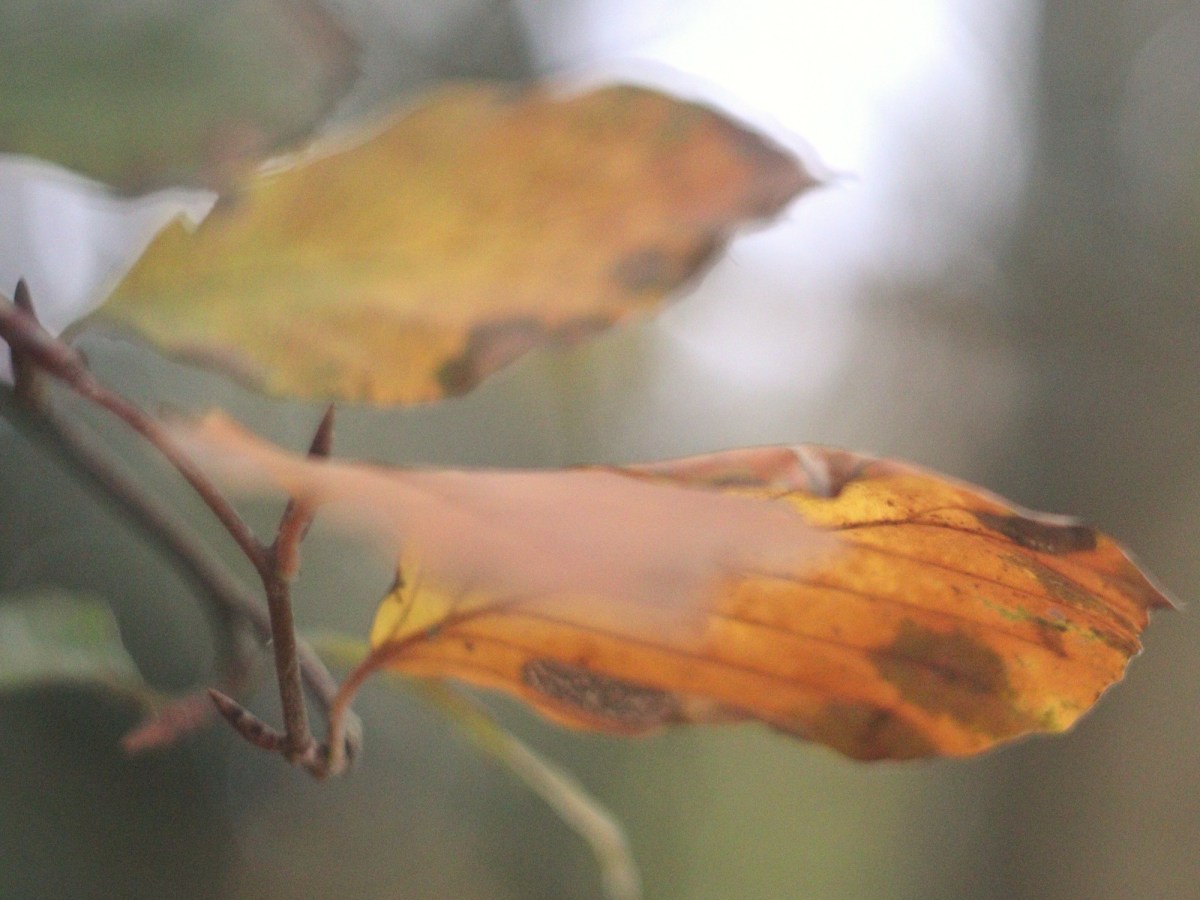 The Memory of&nbsp;Rain